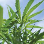 Close-up of green hemp leaves