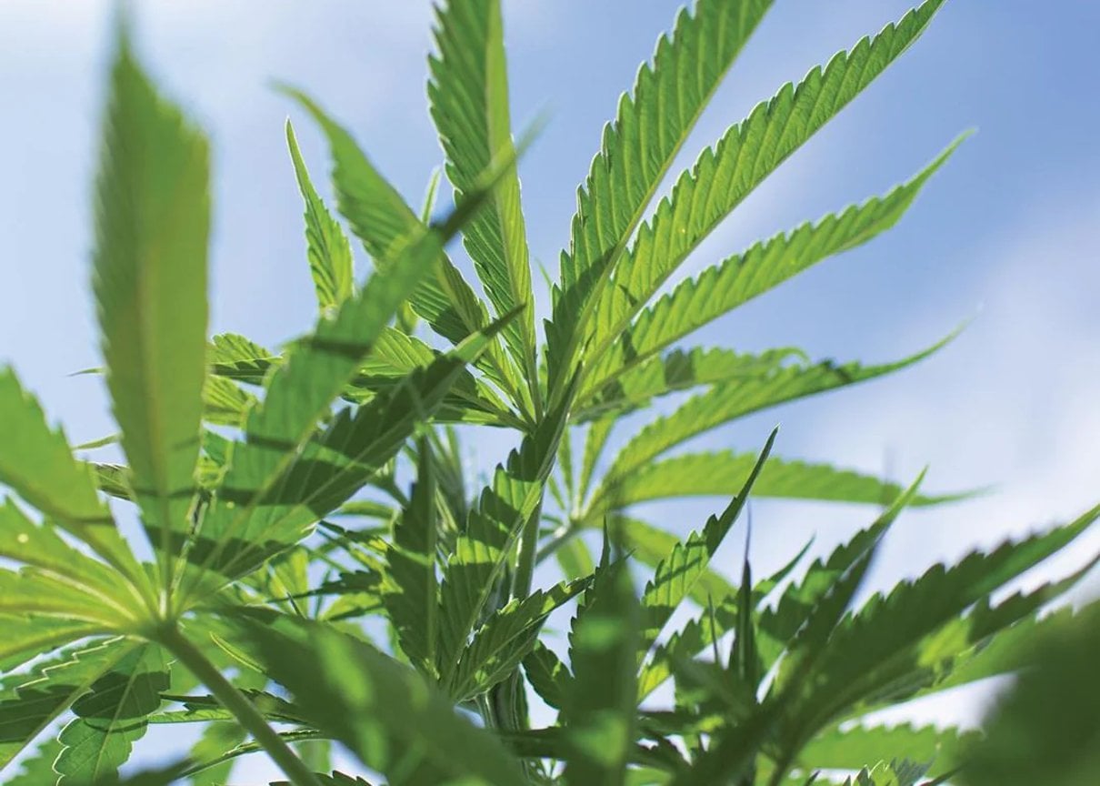 Close-up of green hemp leaves