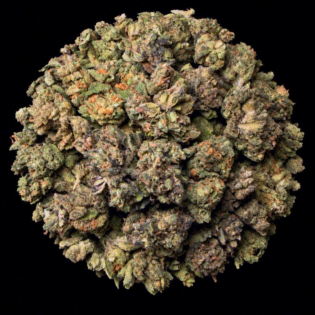 Rainbow Candy THCA flower from Lost In Translation, Inc