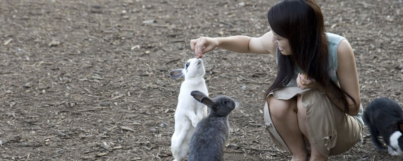 Een vrouw voert konijnen op Okunoshima in Japan