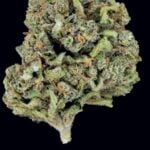 Ghost OG flower buds photographed on a dark background