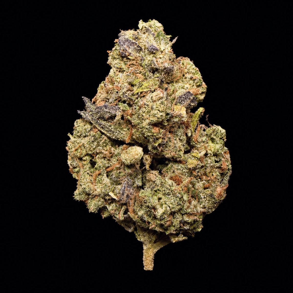 Zushi THCA flower buds