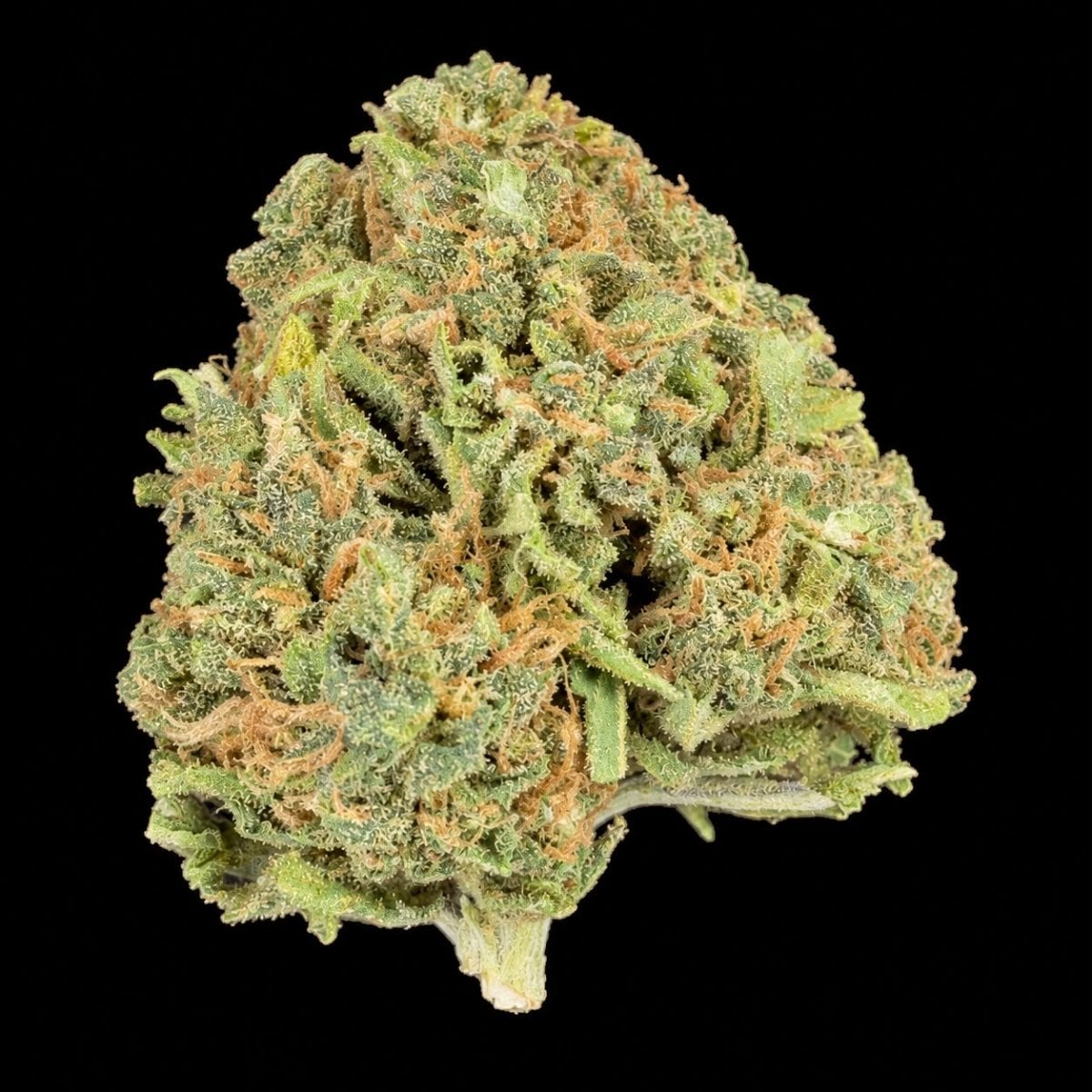 Black Magic THCA flower buds
