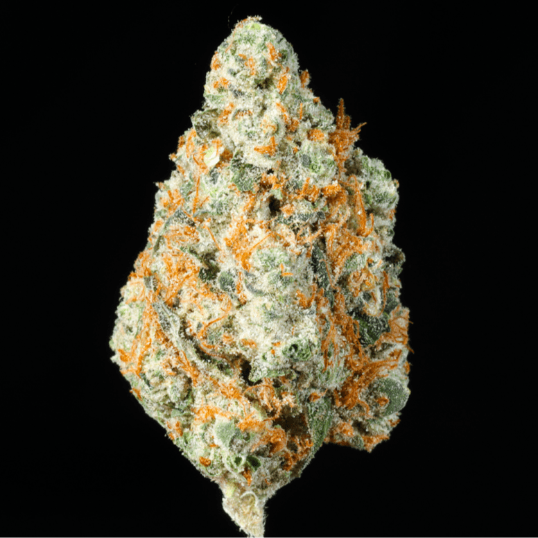 GMO THCA flower buds