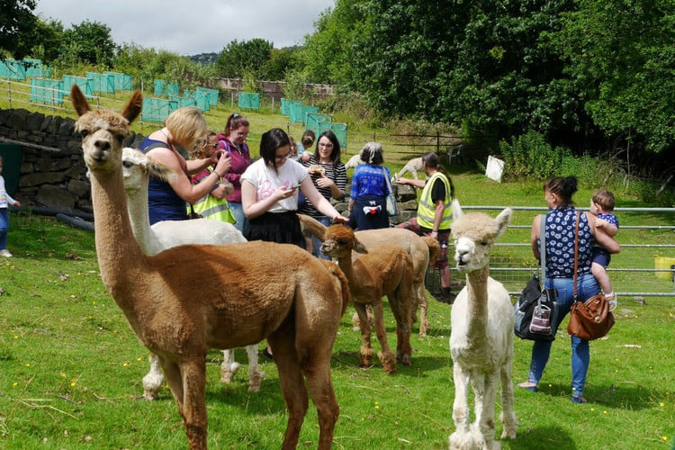 Visitors meeting animals at an attraction