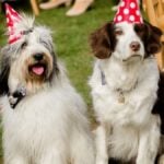 Outdoor dog event at The Big Bark
