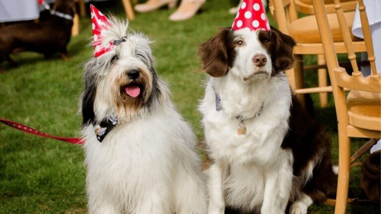 Outdoor dog event at The Big Bark