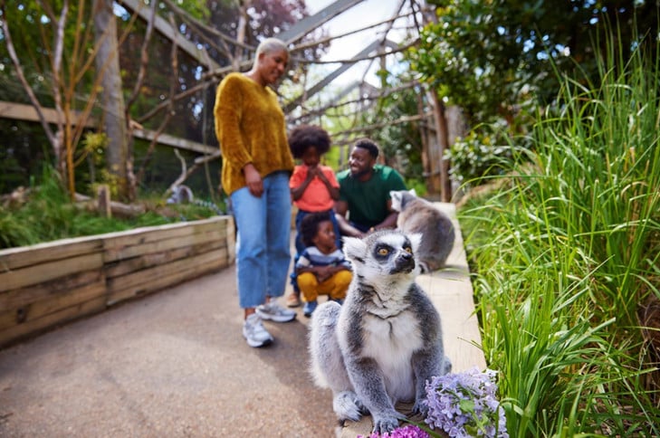 Lemurs at a London wildlife attraction