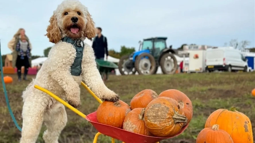 Dog posed beside pumpkins at an autumn event
