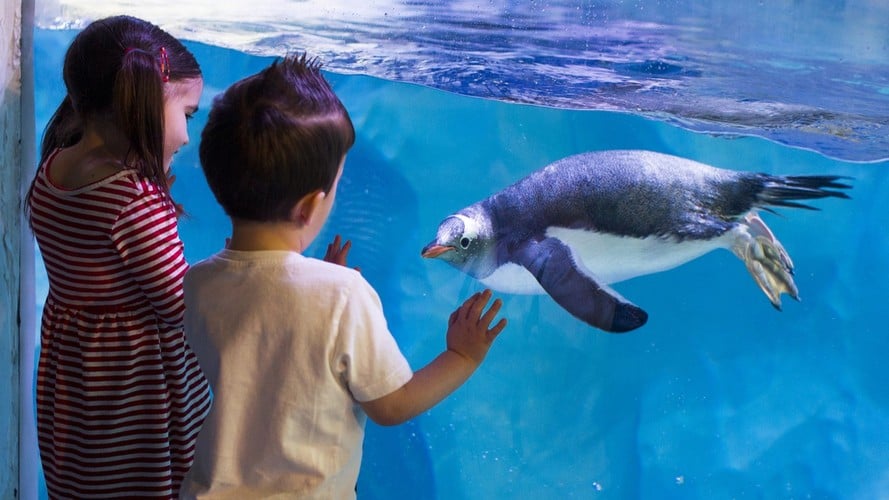 Children watching penguins at SEA LIFE Birmingham