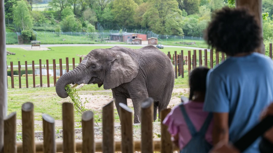 Elephant at West Midlands Safari Park