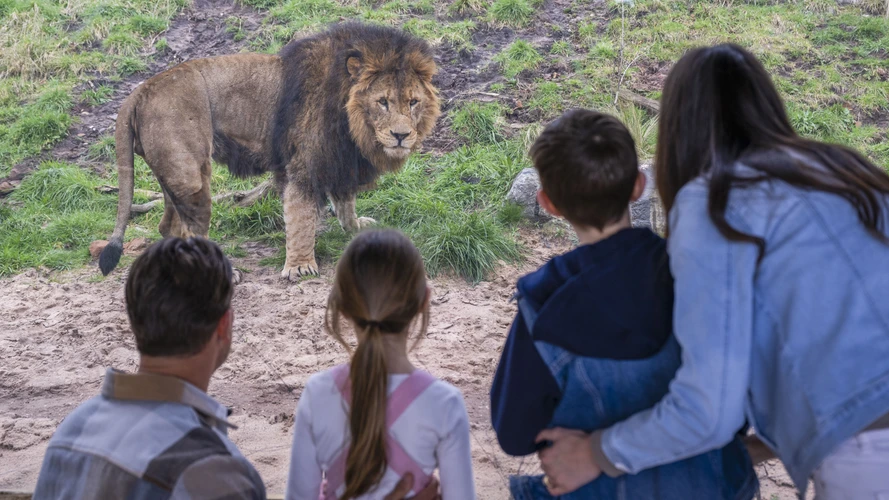 Lion at West Midlands Safari Park